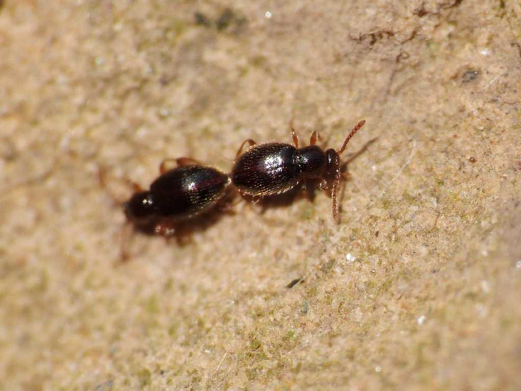 Piccolissimi (Scydmaenidae) in accoppiamento - Tolfa (RM)